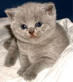 chovatelska-stanice-britske-kocky-alfa-pol-cat.jpg